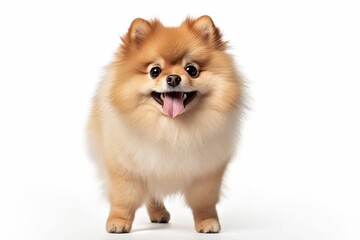 Obraz premium Adorable Pomeranian creative illustration - Generative AI