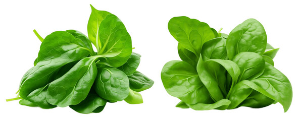 Set of Fresh Spinach Leaves on Transparent Background - PNG File"