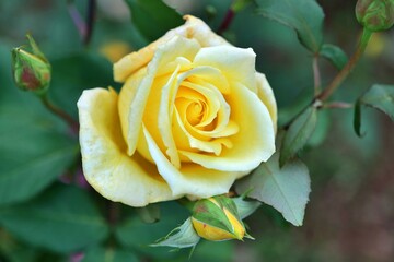 로즈, flower, 뜰, 네이처, 분홍, red, 식물, 미, 식물, yellow, love, 개화, 여름, 로즈, flower, 블로섬, 꽃잎, 나뭇잎, 꽃, beautiful, 꽃봉오리, 백, 봄