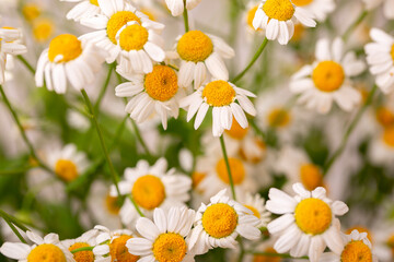 Pharmaceutical chamomile flowers growing in nature. Medicinal plant