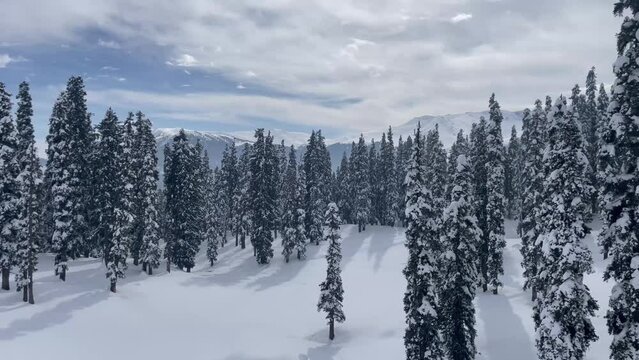 Snow-Blanket Spruce Forest During Winter Near Gulmarg In Kashmir, India. Aerial Close up