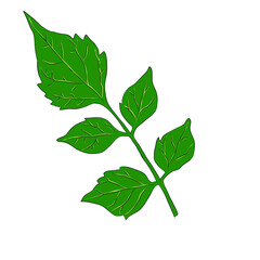 green leaves 