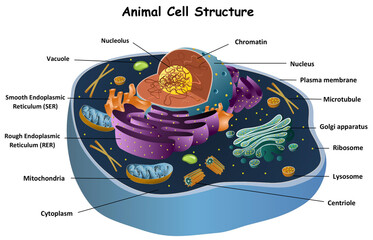Diagram of animal cell for biology education