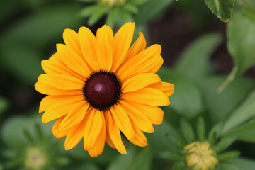 Orange daisy flower with dark centre in close up