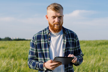 Naklejka na ściany i meble A male agronomist with a beard and a plaid shirt walks through a field with wheat with a tablet during an inspection. Against the backdrop of a megapolis