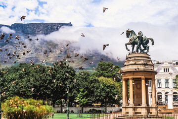 Fototapeta premium Statue of man with horse in the Gardens park, Cape Town, South Africa with pigeons and Table Mountain