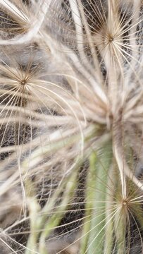 In super macro, the dandelion fluff, Tragopogon seeds, spin in a circular motion. Vertical video.