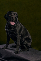 black labrador retriever with open mouth
