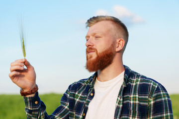 Portrait of a bearded farmer who is looking at an ear of wheat. Future harvest for the food industry