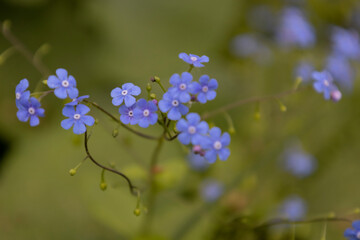 Obraz premium The flowers brunnea flowering in early spring. Unfocussed and blurry flowers. The beautiful blue brunnea on green background have a striking resemblance to flower with name forget me not