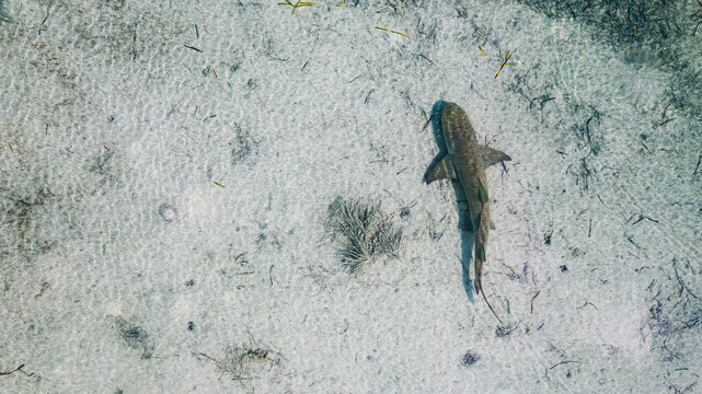 Aerial View of a lone Lemon Shark hunting in the shallow waters of a sand flat, Berry Islands, the Bahamas.