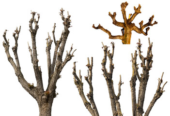 Closeup of a group of pruned trees isolated on white or transparent background. Photography, png.