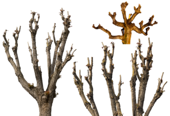 Closeup of a group of pruned trees isolated on white or transparent background. Photography, png.