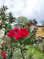 red flower in a garden