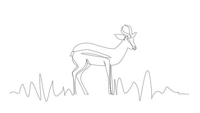 Continuous Thin Line Antelope Animation, Minimal Impala Drawing, Animated One Line Art Antilopa, Gazelle Outline, Springbok Logo, Safari Concept, Antelope Cartoon