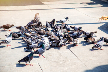 Obraz premium pigeons on the street eating bread