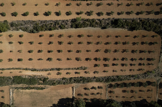 Aerial view of symmetrical trees in cultivation estate, Bunol, Valencia, Spain.