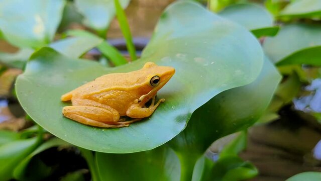 Golden frog Atelopus carbonerensis or Venezuelan yellow frog, Atelopus carbonerensis perched on water hyacinth