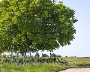 Nussbaum in Weinbergen im Fr&uuml;hjahr