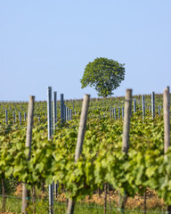 junge Weinreben im Fr&uuml;hjahr mit Nussbaum vor blauen Himmel