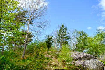 Trees Against A Blue Sky On A Late Spring Evening With No People