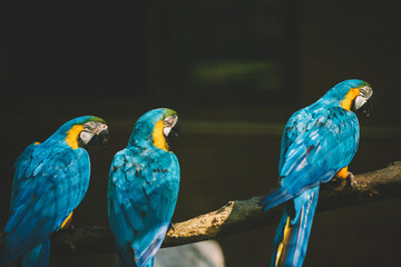 Blue Macaw Parrots On The Branch