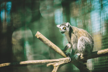 A lemur sits on a branch in a cage