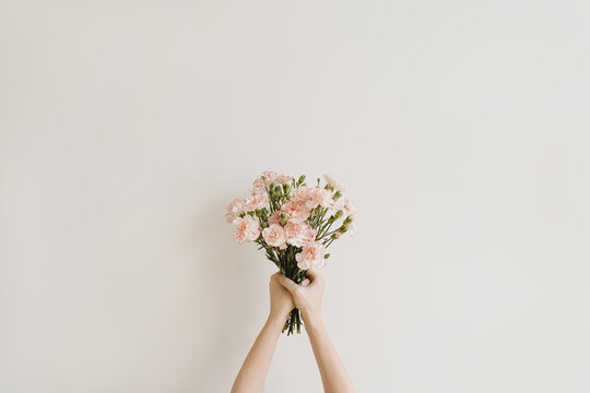 Woman's hand holding beautiful carnation flowers over neutral background. Aesthetic minimal floral composition