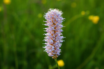 flowers in the field