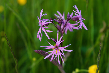 flowers in the garden