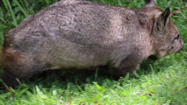 Southern Hairy-Nosed Wombat Grazing in its Natural Habitat