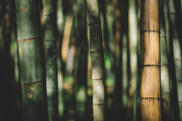Shadows and sunlight on bamboo trees