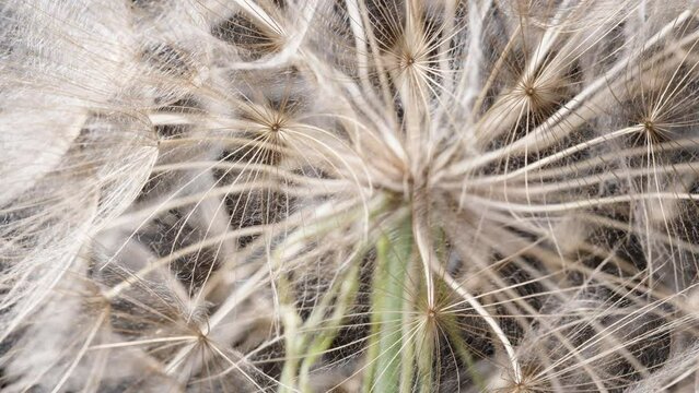 In super macro, the dandelion fluff, Tragopogon seeds, spin in a circular motion.