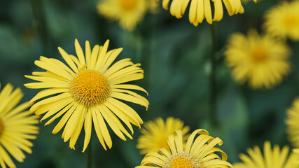 Flowering ornamental garden plant Turkish carnation, Sweet William. Close-up
