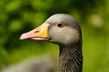 Portrait of a greylag goose (Anser anser) Anatidae family. Location: Hanover District, Germany