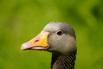 Portrait of a greylag goose (Anser anser) Anatidae family. Location: Hanover District, Germany