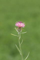 Centaurea stoebe, the spotted knapweed or panicled knapweed, is a species of Centaurea