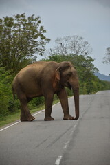 Fototapeta na wymiar Elefante 3
