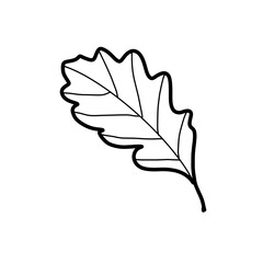 leaf natural hand drawn doodle