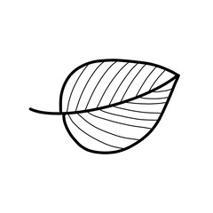 leaf natural hand drawn doodle