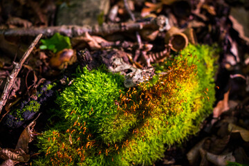 Moss in forest, moss on the leaves