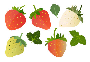 Strawberry Vector Models - Ai Illustrator