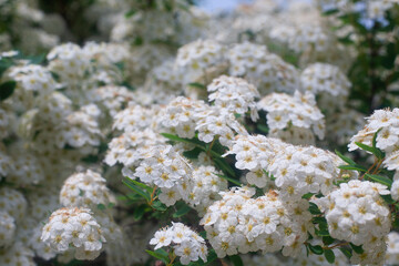 Background with a large group of wild jasmine