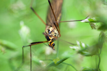 Close-up of a Nephrotoma Wing.