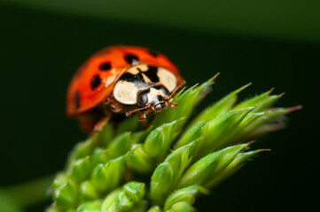 Beautiful Ladybug: Macro Wildlife Photography