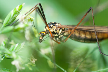 Close-up of a Nephrotoma Wing.
