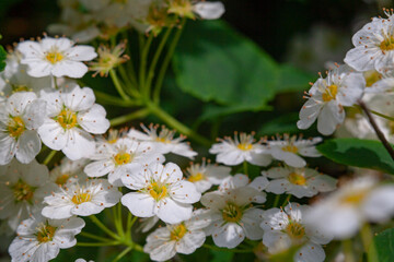 Background with a large group of wild jasmine