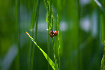 Beautiful Ladybug: Macro Wildlife Photography