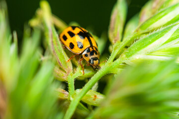 Beautiful Ladybug: Macro Wildlife Photography