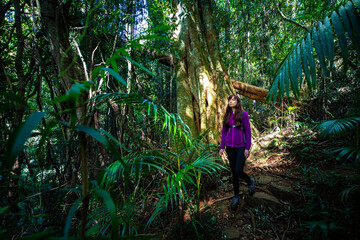 Beautiful girl hikes in magical Gondwana rainforest Warrie Circuit trail in Springbrook National Park, Gold Coast, Queensland, Australia